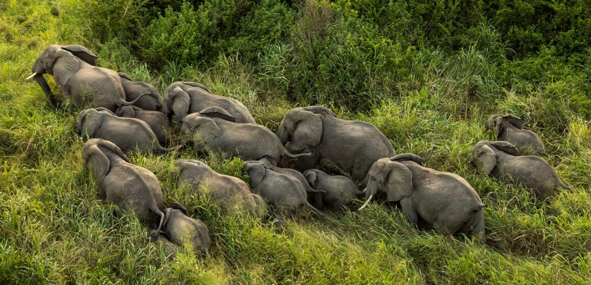 La Faune en République Démocratique du Congo