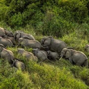 La Faune en République Démocratique du Congo